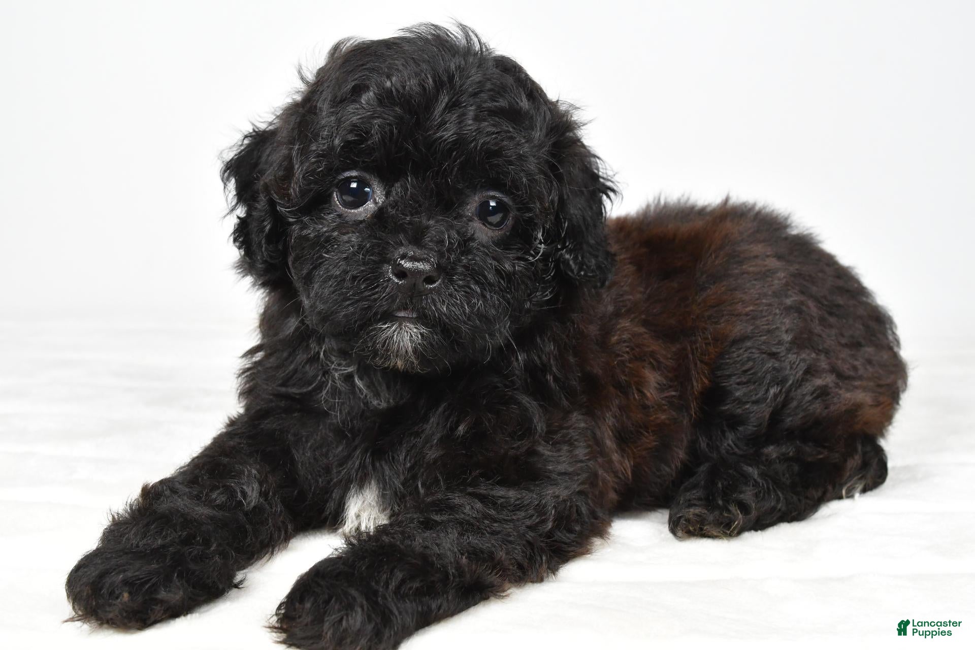 Shihpoo dogs Willow toy - Ad 2