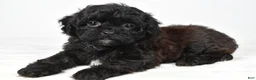 Shihpoo dogs for sale: Willow toy - Ad 2