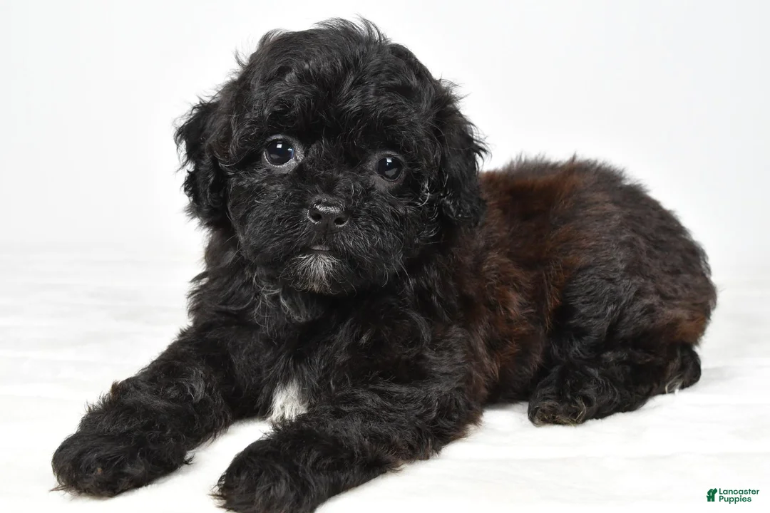 Shihpoo dogs for sale: Willow toy - Ad 2
