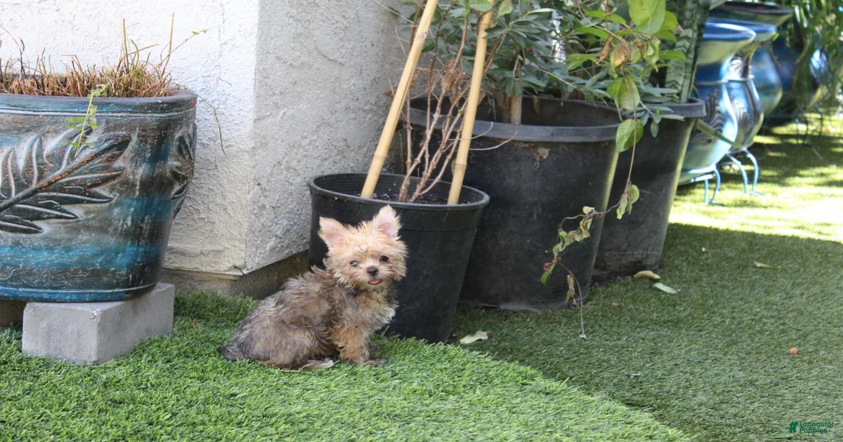 Yorkshire Terrier Puppies for sale in Chula Vista, California ...