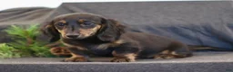 Miniature Dachshund dogs for sale: Garfield - Ad 3