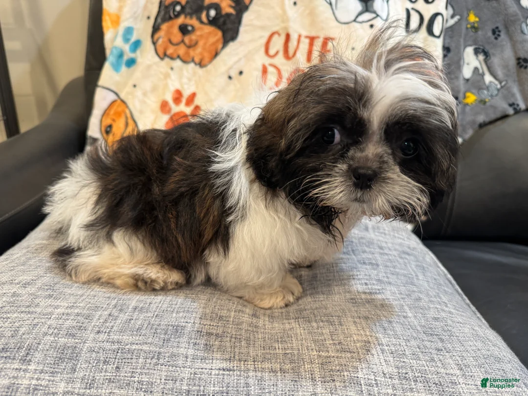 Shih Tzu dogs for sale: Luc - Ad 2