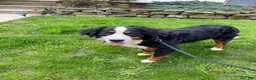 Bernedoodle dogs for sale: Ellie - Ad 15