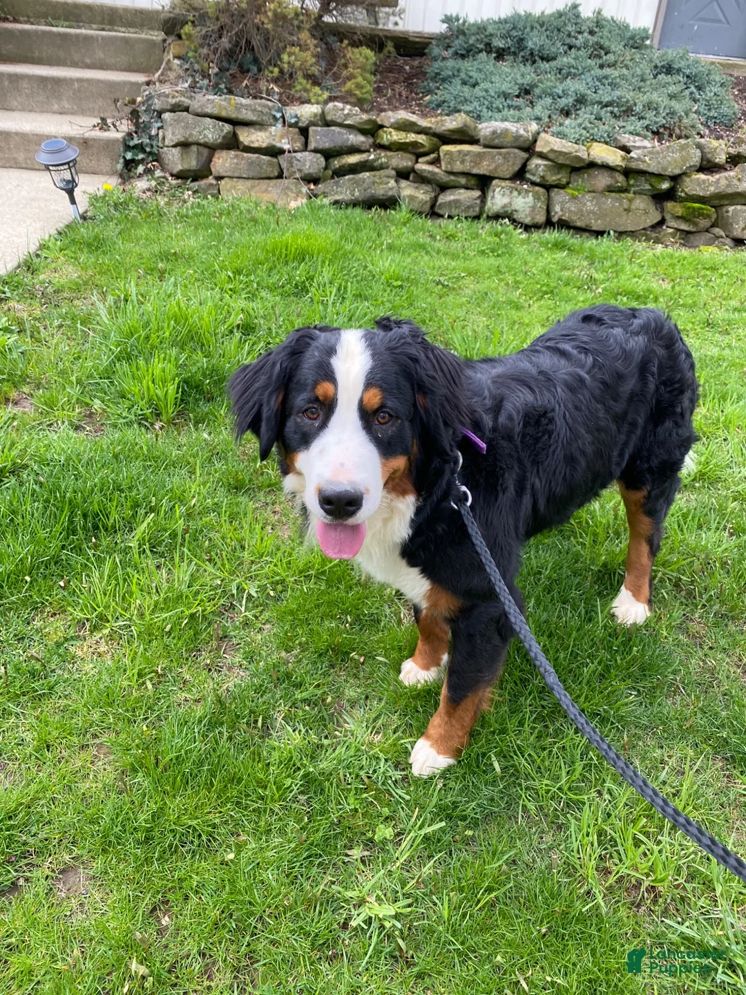 Bernedoodle dogs for sale: Ellie - Ad 15