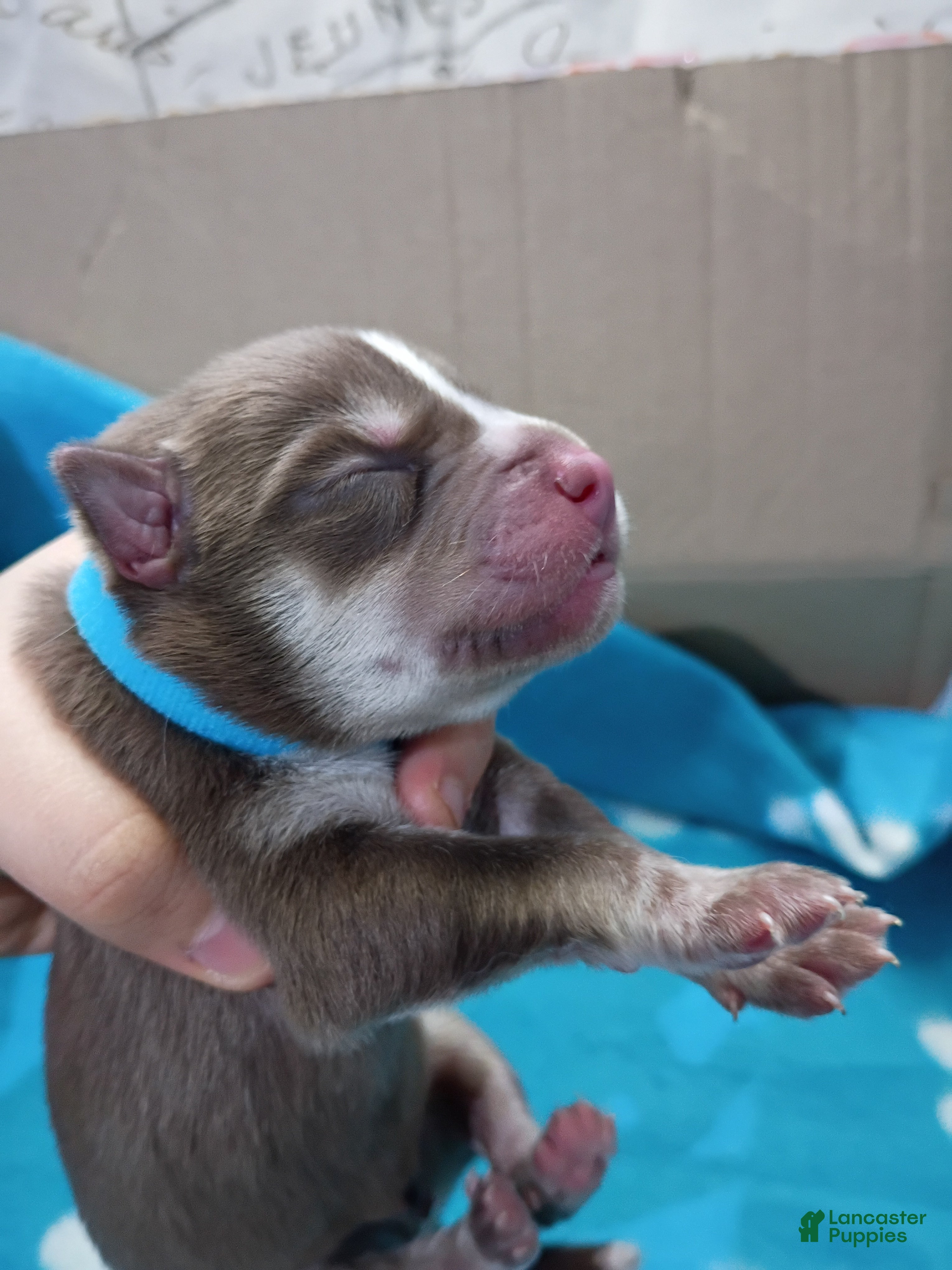 Siberian Husky dogs Light Blue Collar 6th Born - Temp Name is Skye - Ad 1