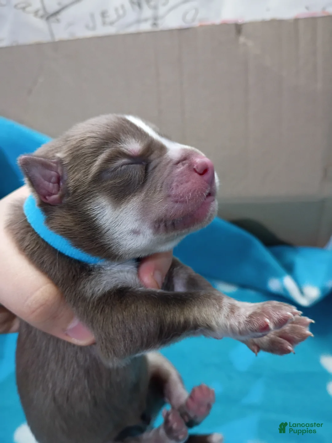 Siberian Husky dogs for sale: Light Blue Collar 6th Born - Temp Name is Skye - Ad 1