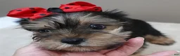 Yorkshire Terrier dogs for sale: Tiny Koda 2nd chance - Ad 7