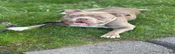 American Bully dogs for sale: American Bully 1 - Ad 2