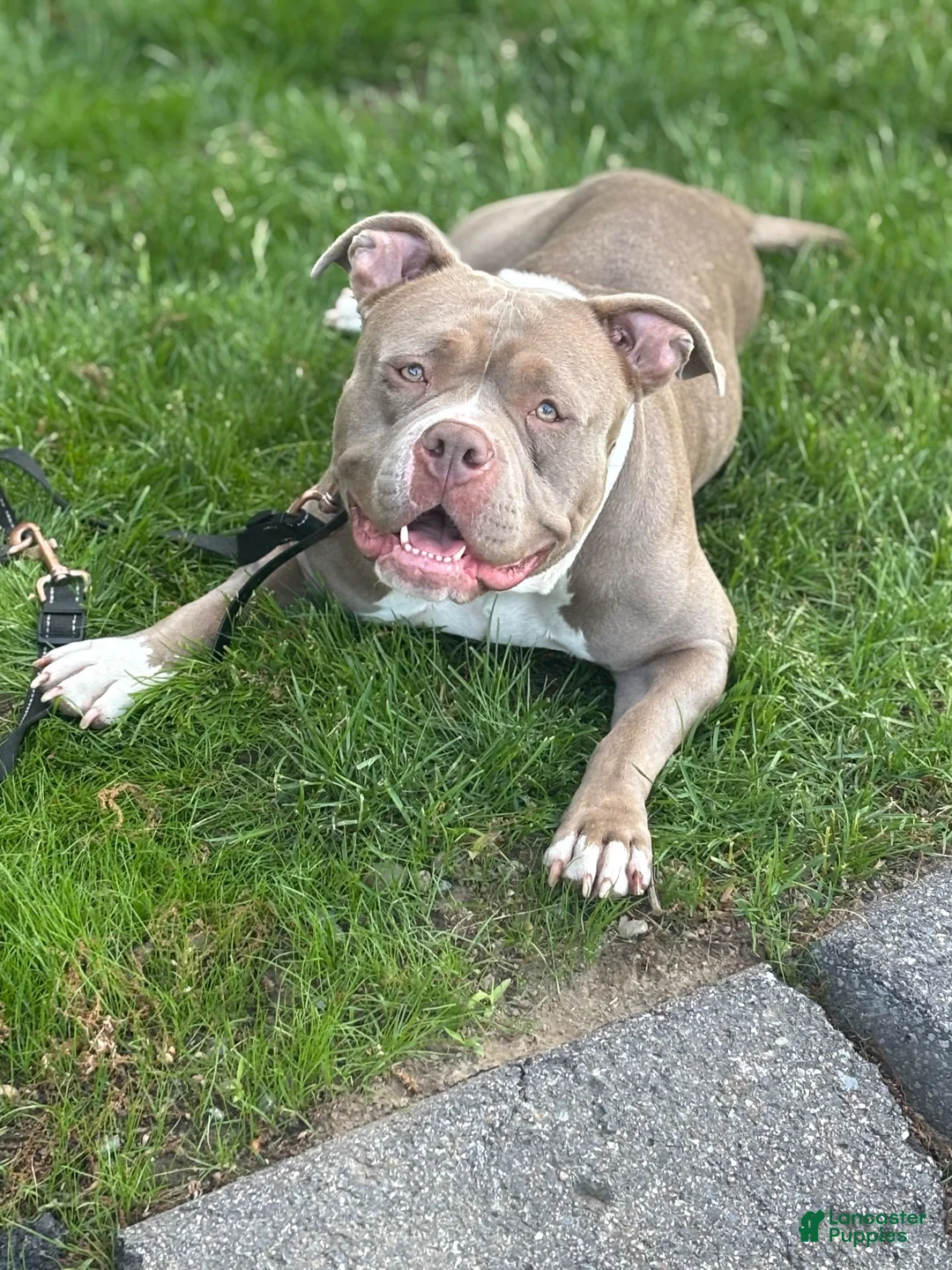 American Bully dogs for sale: American Bully 1 - Ad 2