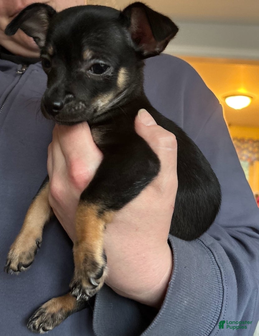 Chihuahua dogs Prince - Ad 6