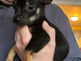 Chihuahua dogs Prince - Ad 6