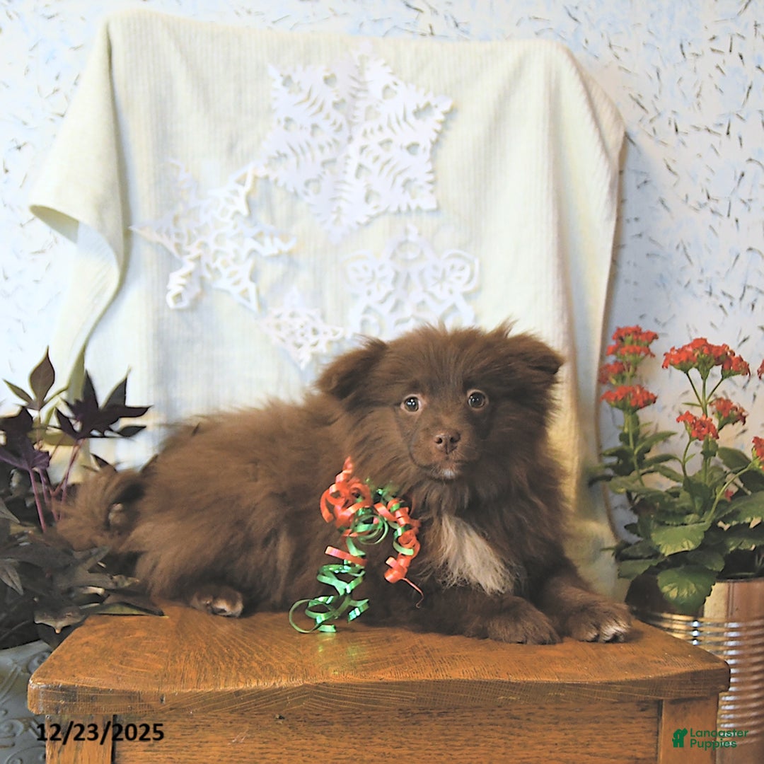 Mixed Breed dogs for sale: Darby - Ad 8