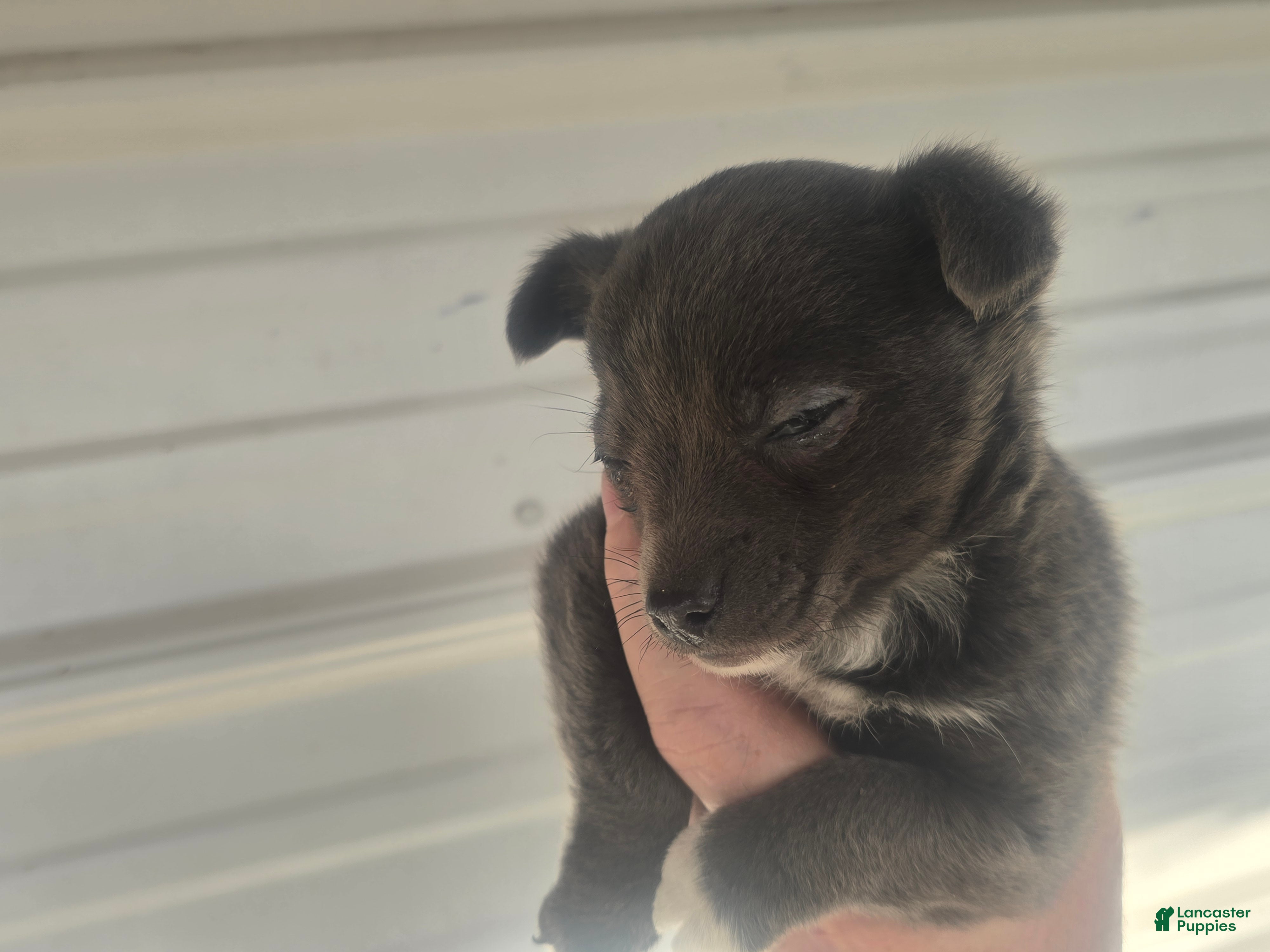 Mixed Breed dogs Mixed Breed Puppy 1 - Ad 2