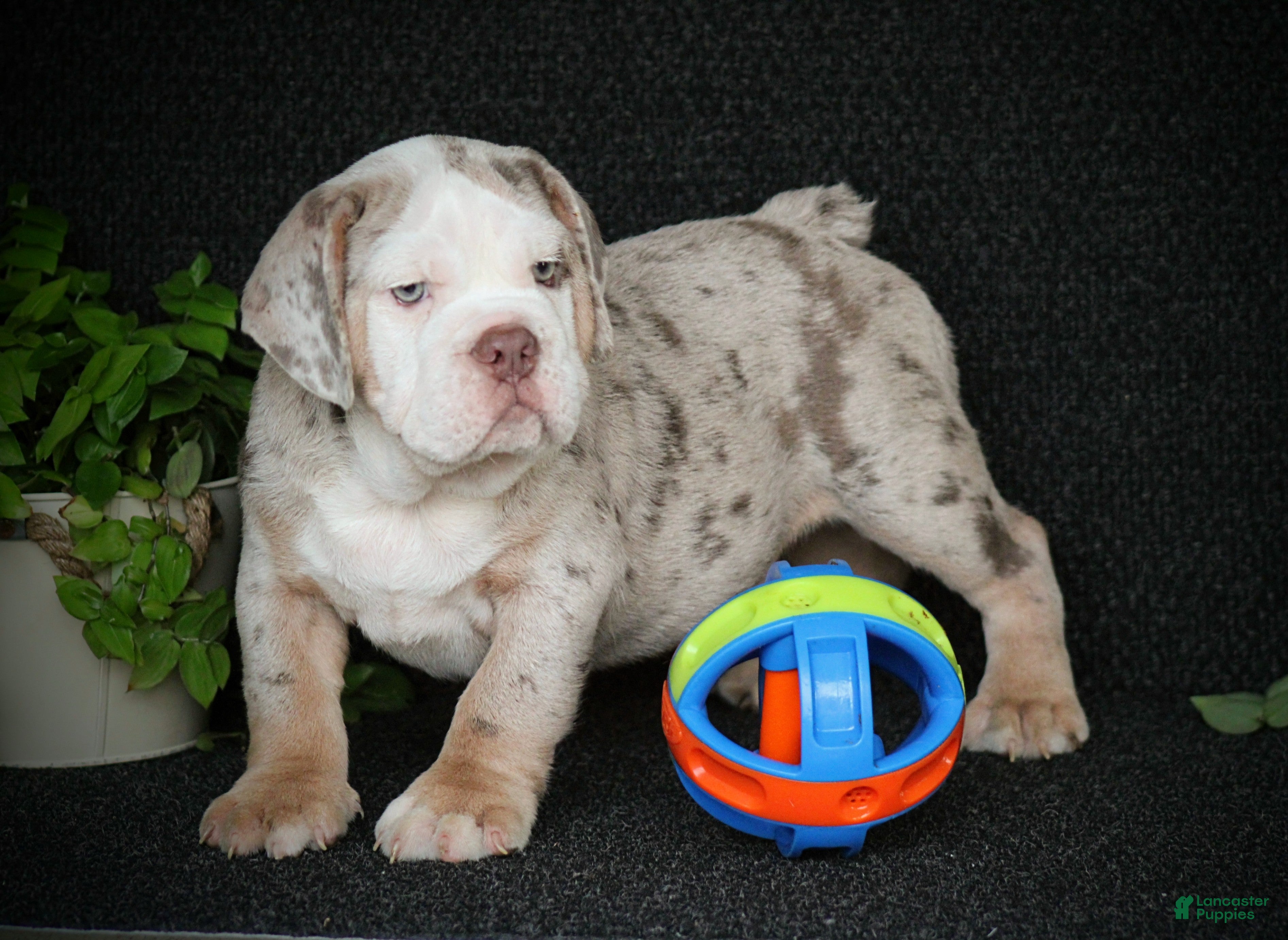 Beabull dogs Captain - Ad 1