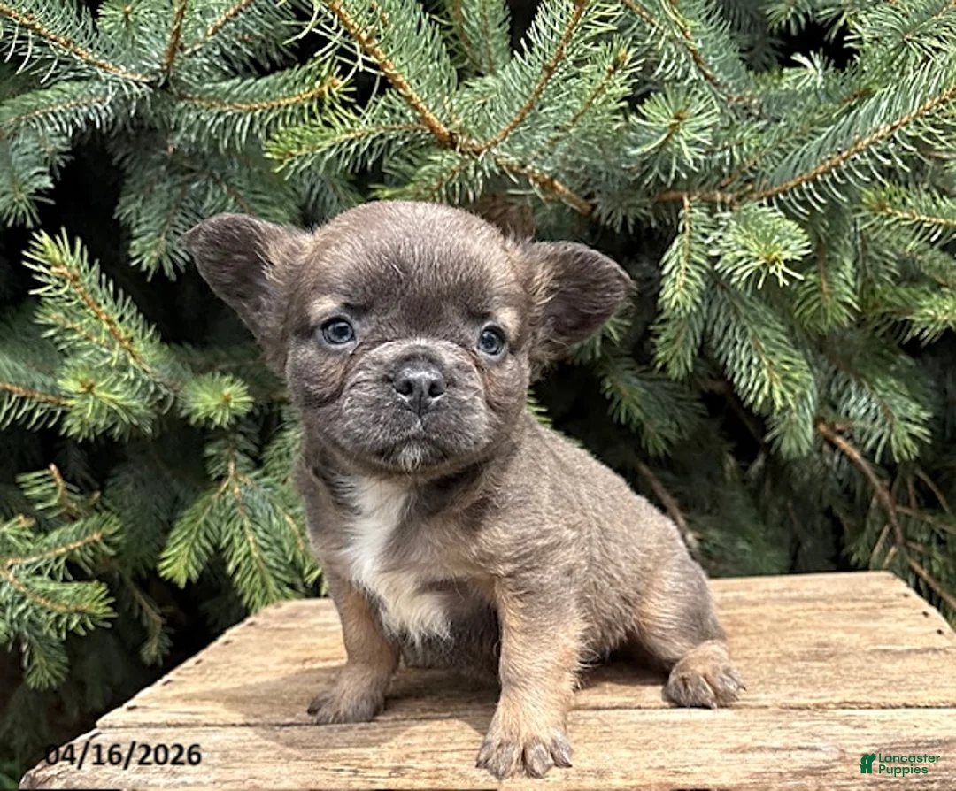 French Bulldog dogs for sale: Mercedes Fluffy - Ad 2