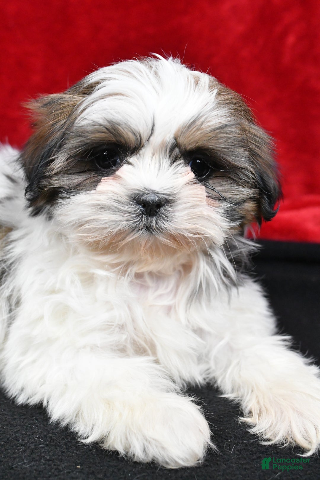 Shih Tzu dogs for sale: Bella - Ad 7