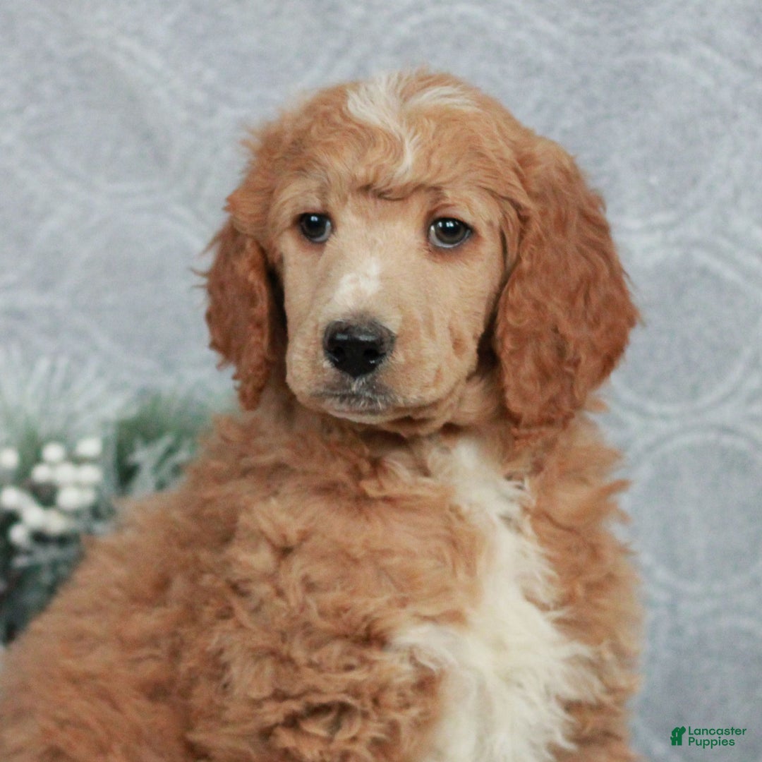 Standard Poodle dogs for sale: Patrick  - Ad 1