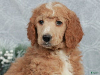 Standard Poodle dogs for sale: Patrick - Ad 1