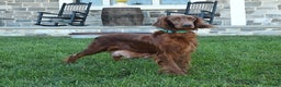 Irish Setter dogs for sale: Beacon - Ad 6