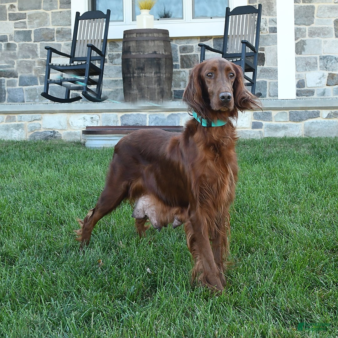 Irish Setter dogs for sale: Beacon - Ad 6