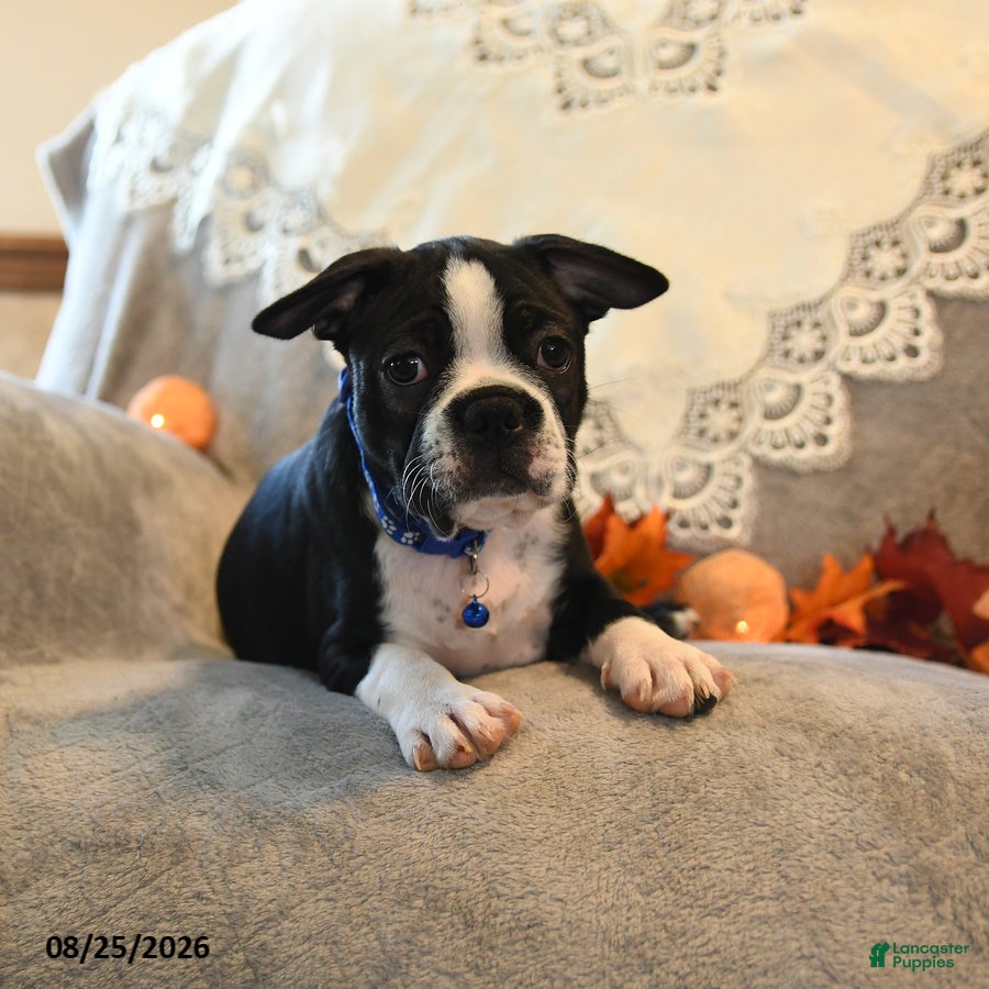 Boston Terrier dogs Tyson - Ad 2