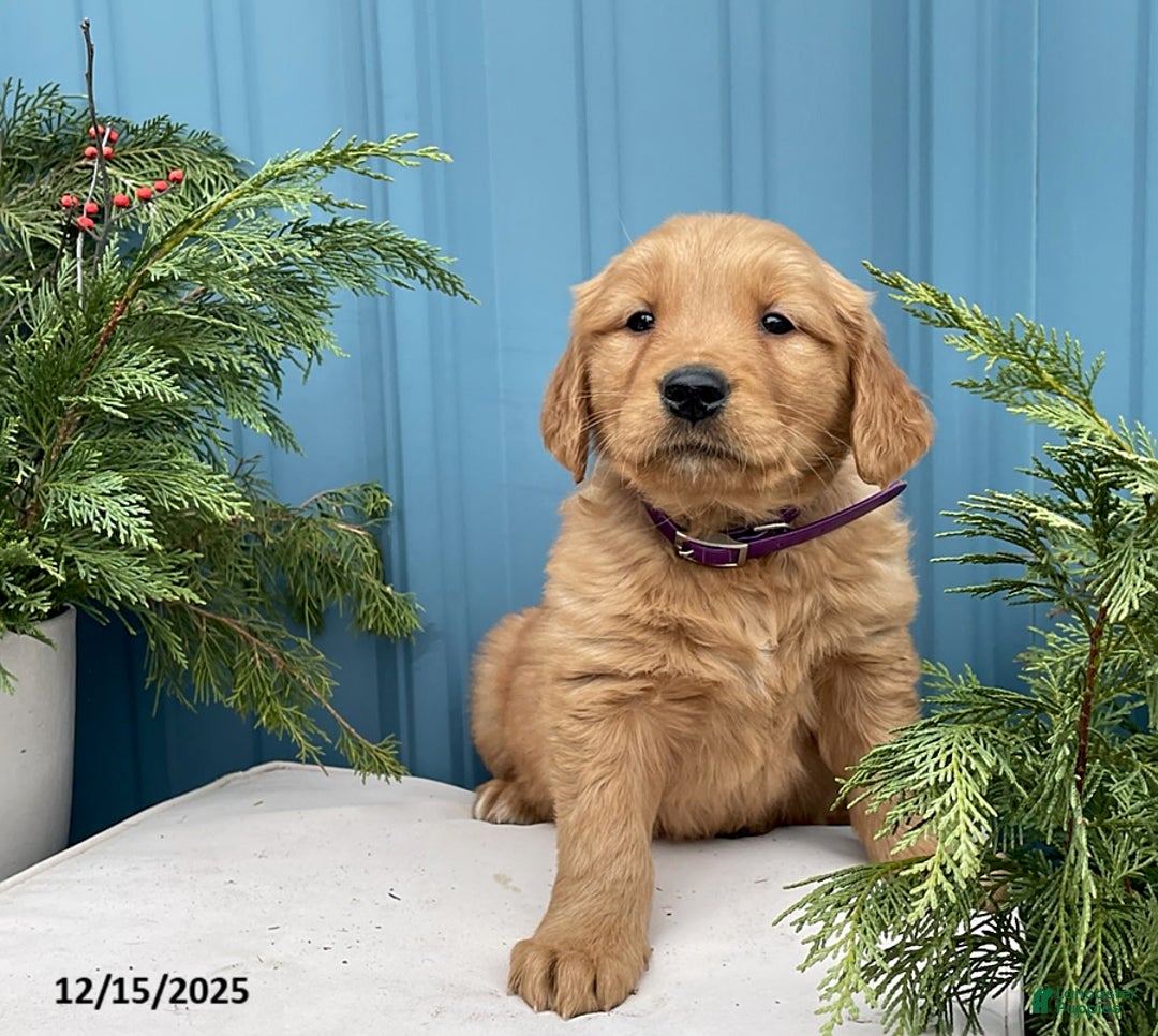 Golden Retriever dogs for sale: Connie - Ad 2