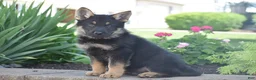 German Shepherd dogs for sale: Calvin - Ad 2