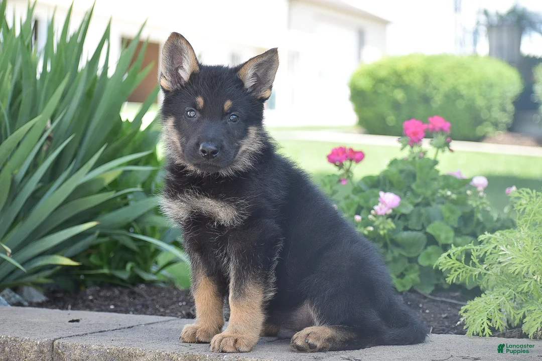 German Shepherd dogs for sale: Calvin - Ad 2