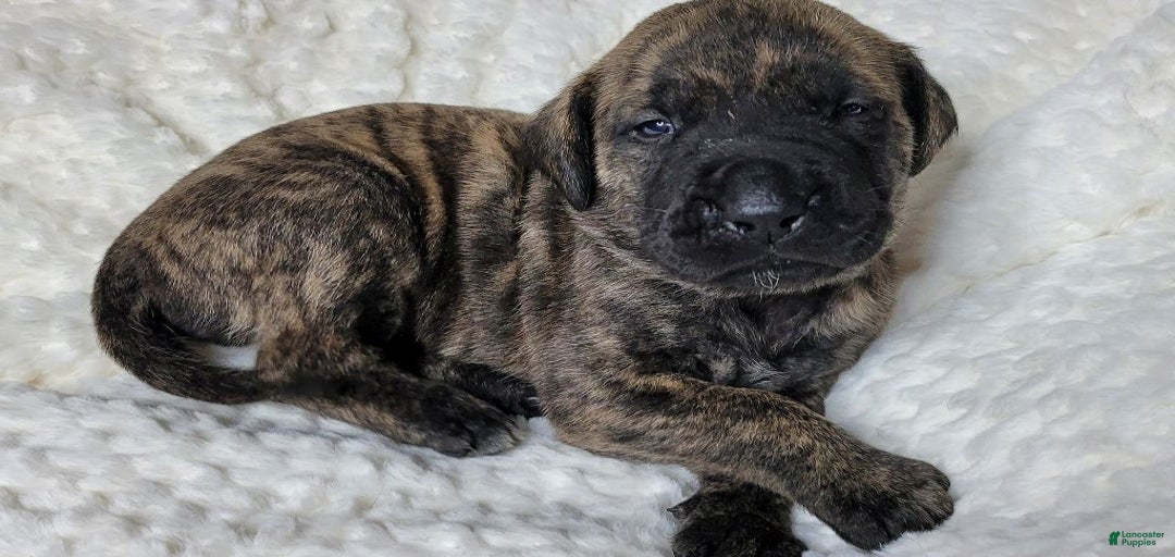 Gallery Image {{count}}