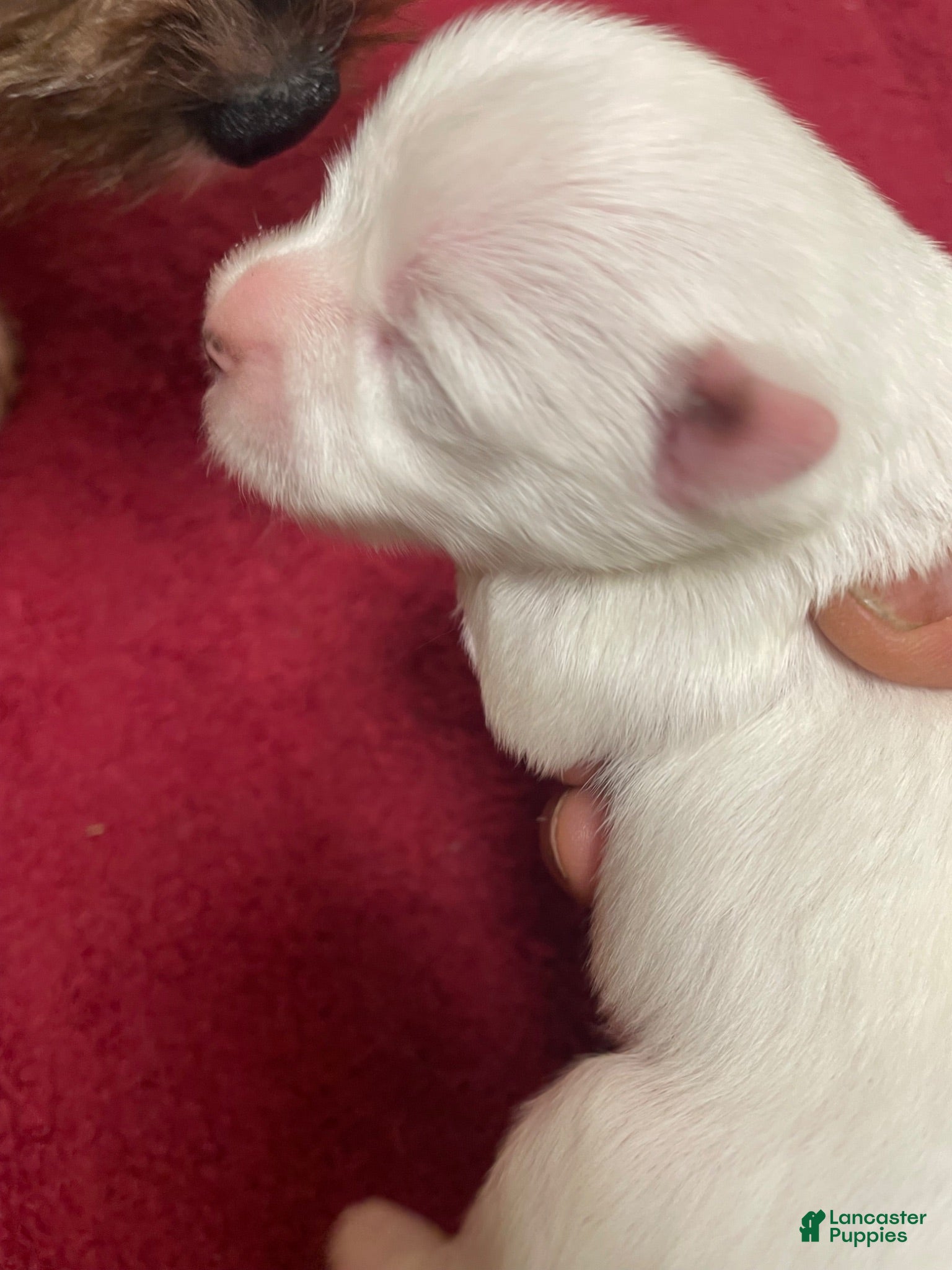 Yorkshire Terrier dogs Snow girl - Ad 1