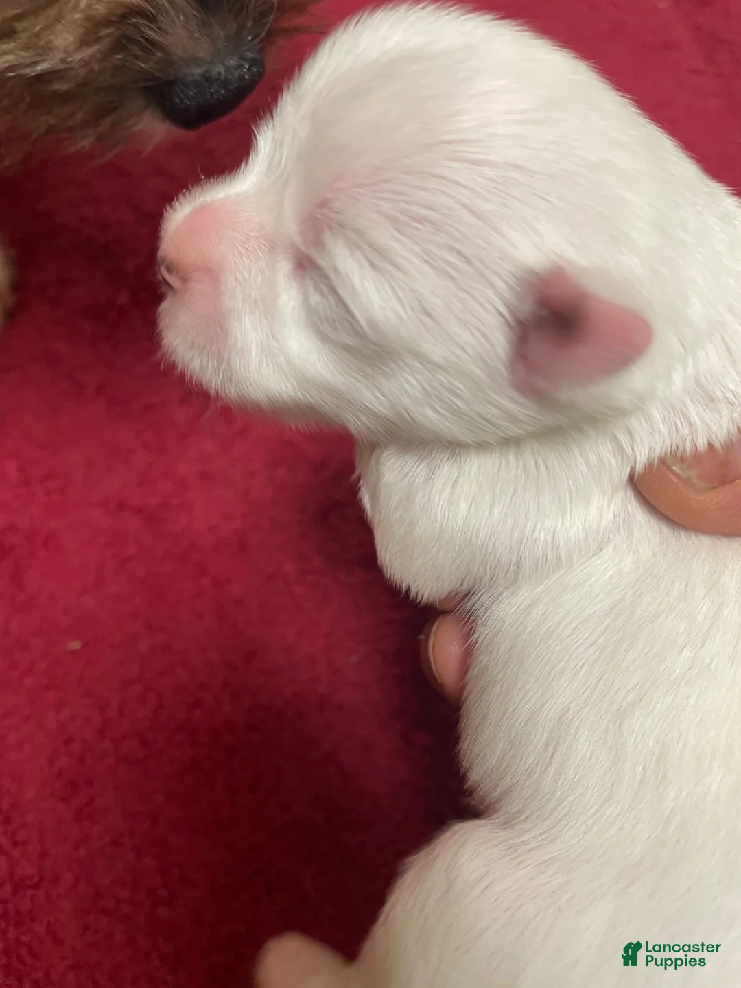 Yorkshire Terrier dogs for sale: Snow girl - Ad 1