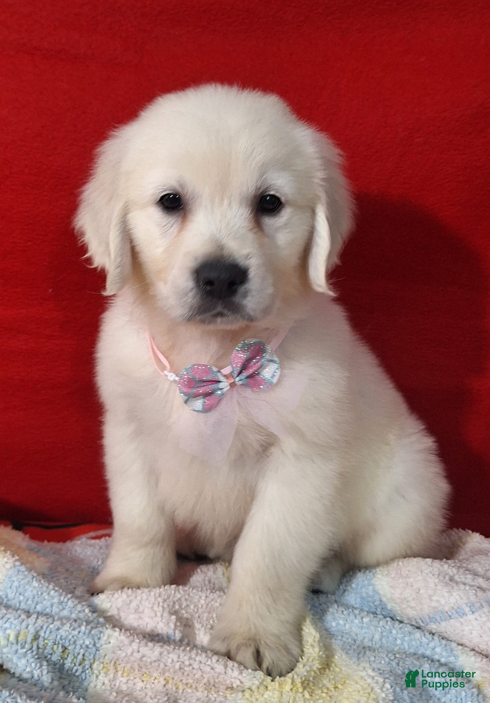 Golden Retriever dogs Bethany - Ad 39