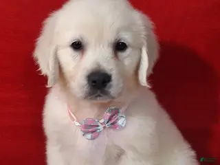 Golden Retriever dogs Bethany - Ad 39