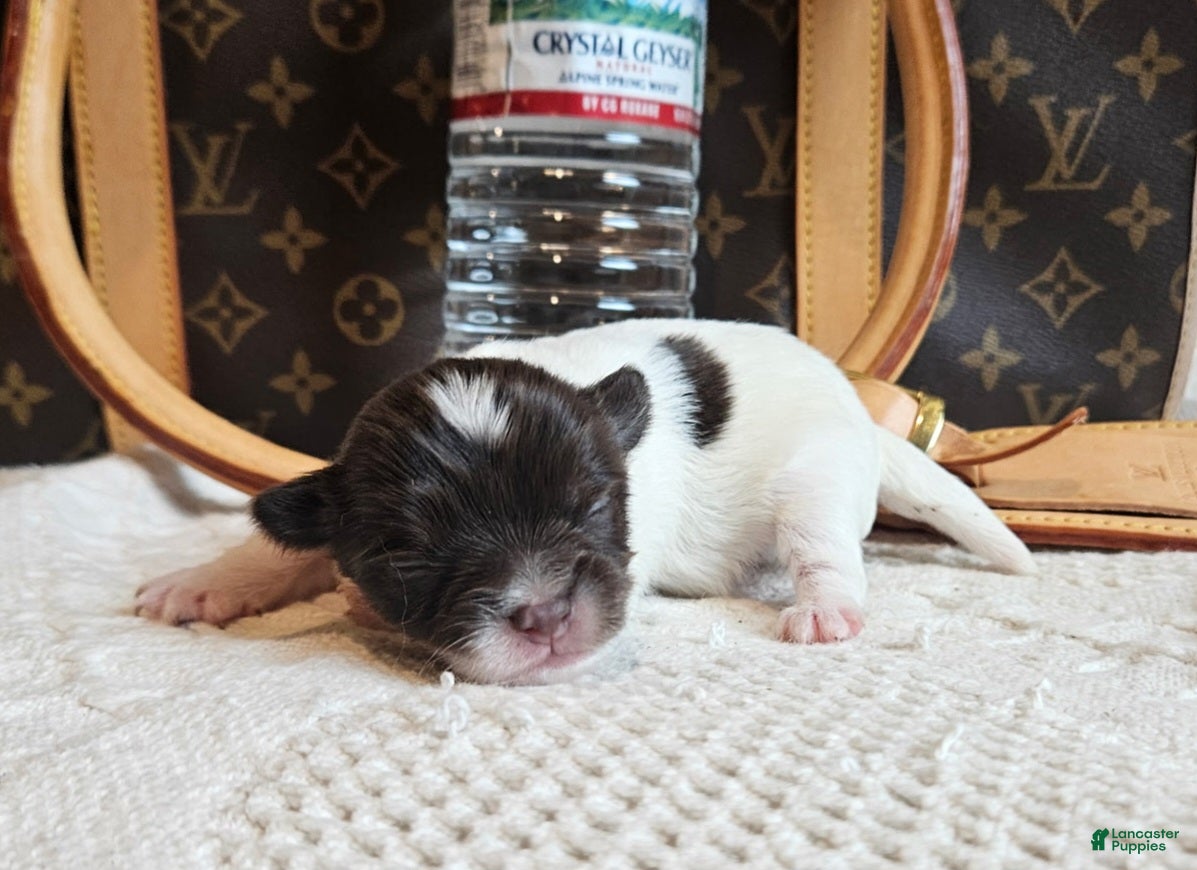 Chihuahua dogs Buddha Bear  - Ad 3