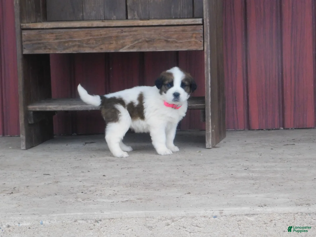 Saint Bernard dogs for sale: Sienna - Ad 2