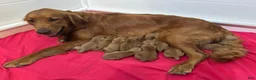Golden Retriever dogs for sale: Miss Red - Ad 11