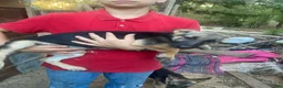 German Shepherd dogs for sale: German Shepherd 5 - Ad 2