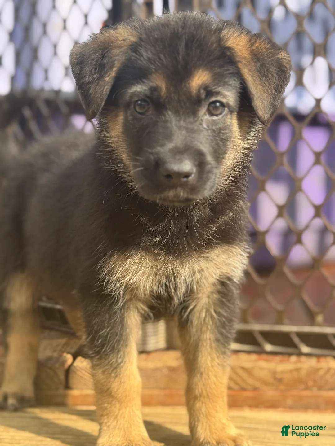 German Shepherd dogs for sale: German Shepherd Puppy 3 - Ad 1