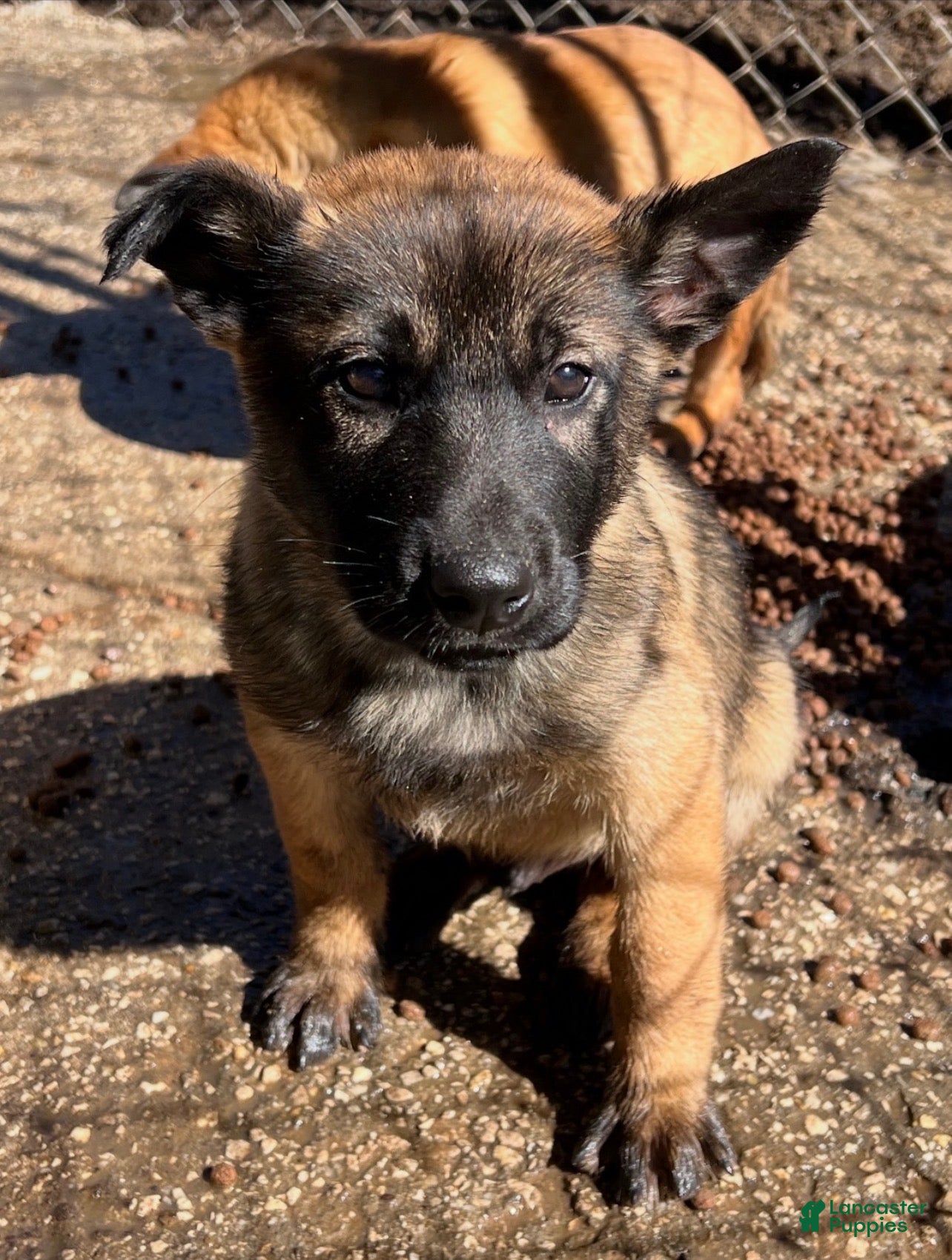 Belgian Malinois dogs Belgian Malinois Puppy 1 - Ad 1