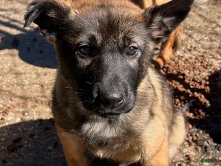 Belgian Malinois dogs for sale: Belgian Malinois Puppy 1 - Ad 1