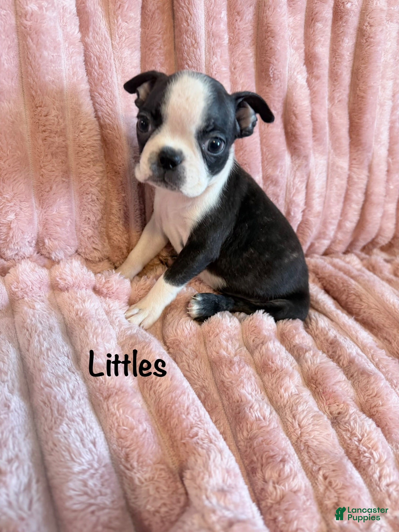 Boston Terrier dogs Littles - Ad 35