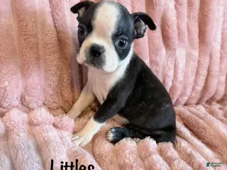 Boston Terrier dogs Littles - Ad 33