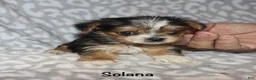 Yorkshire Terrier dogs for sale: Solana - Ad 4