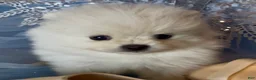 Pomeranian dogs for sale: Blossom - Ad 9