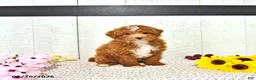 Miniature Poodle dogs for sale: Ronnie - Ad 5