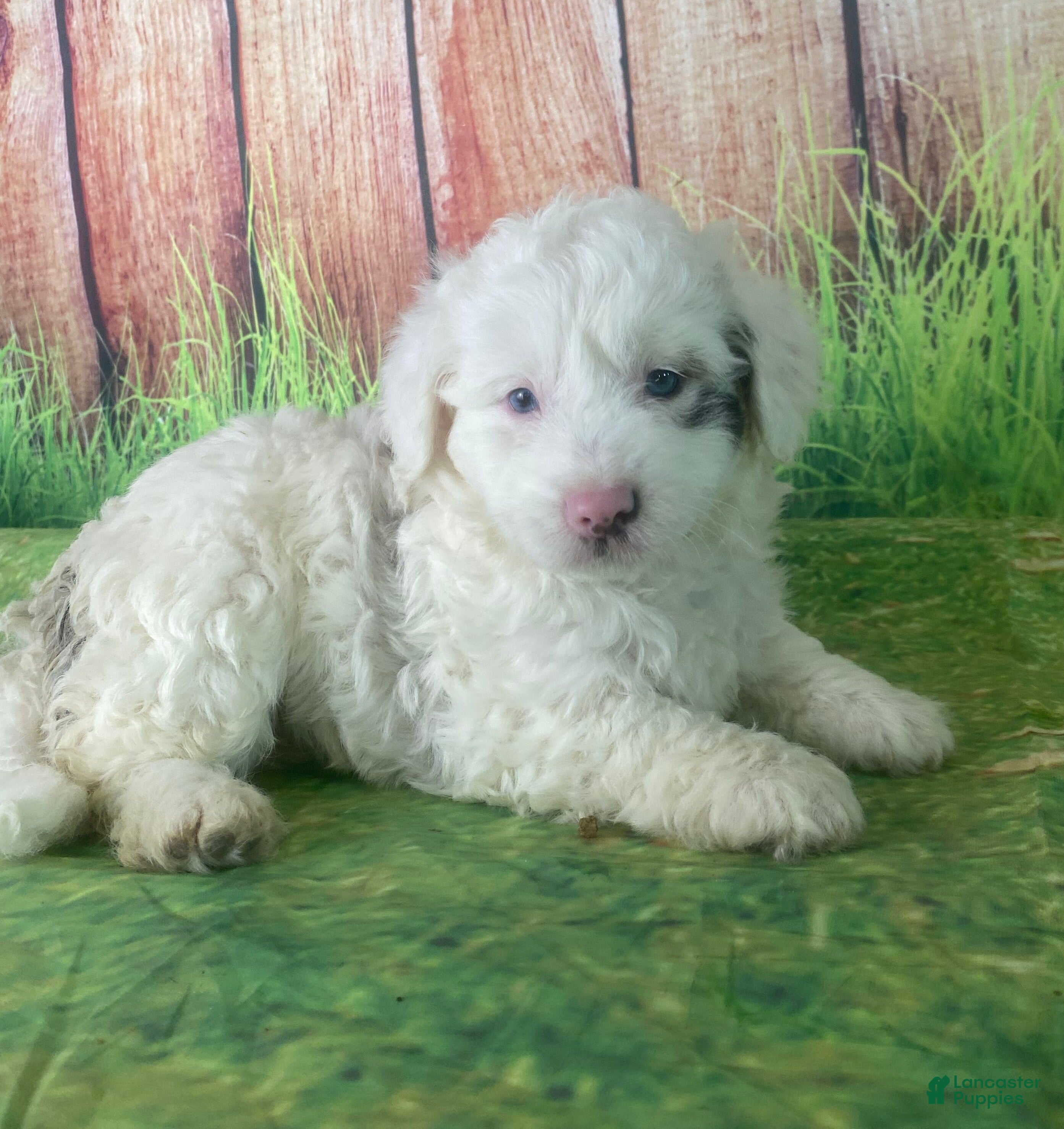 Mini Aussiedoodle dogs Glendora - Ad 17