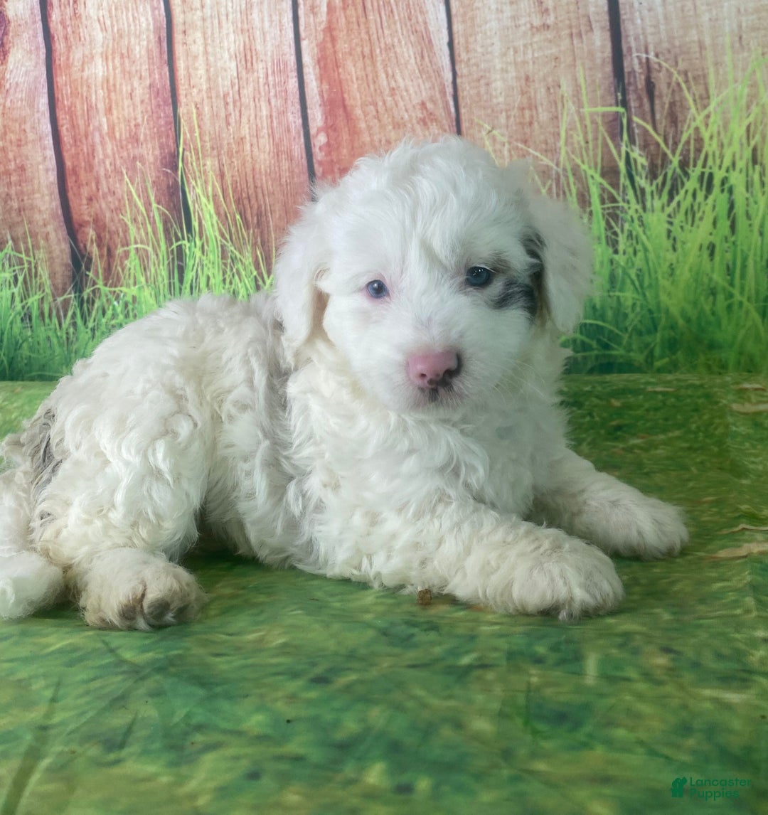 Mini Aussiedoodle dogs for sale: Glendora - Ad 1