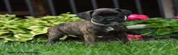 Boxer dogs for sale: Zoey - Ad 4