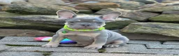 French Bulldog dogs for sale: Teddy Video ad - Ad 8
