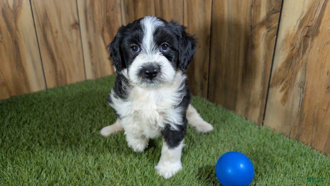 Mini Aussiedoodle dogs for sale: Sunset Boy 3 - Ad 2